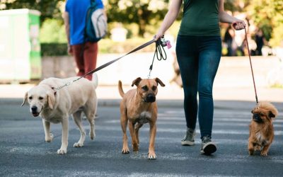 How Much Should You Really Pay for a Dog Walker in Your Area? (Arizona & Utah Pricing Guide)
